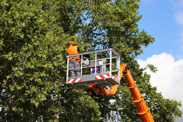 Trusted Cypress Lake, FL Tree Services Experts